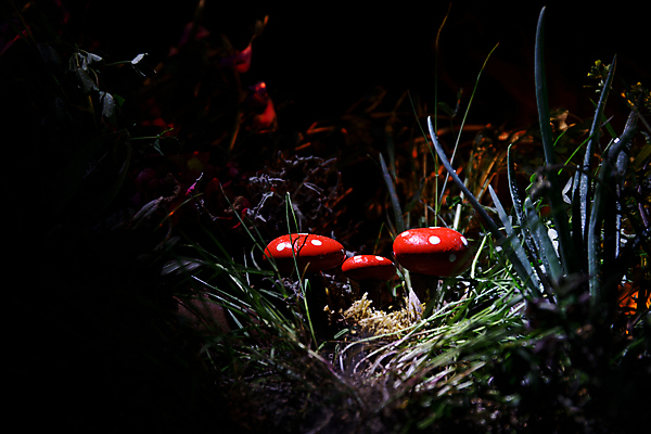 포토 JPG 해외이미지 주간 자연 근접촬영 사람없음 야외 판타지 버섯 숲속 해외포토 자연요소 뷰포인트 상상 숲 생태계 파일형식 이미지허브