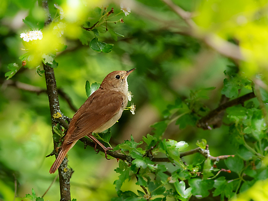포토 JPG 해외이미지 나무 동물 아이콘 계절 남자 유럽 야생동물 노래 자연 조류 아침 앉기 사람없음 야외 목재 초록색 갈색 점프 봄 회색 가수 나뭇가지 황무지 오스트리아 숲 작음 시끄러움 서식지 해외포토 주간 식물 나라 음악 컬러 재료 모션 사람 음악가 크기 생태계 파일형식 이미지허브