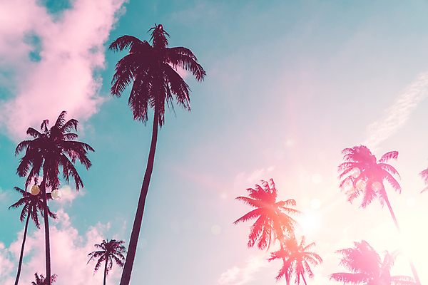 포토 JPG 해외이미지 주간 구름 하늘 사람없음 야외 여름 야자수 햇빛 여름풍경 해외포토 자연요소 나무 계절 풍경 태양 파일형식 여름_계절 이미지허브