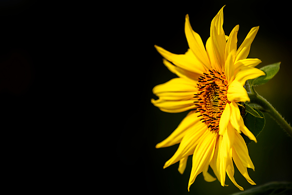 포토 JPG 해외이미지 식물 계절 꽃잎 꽃 줄기 자연 검은배경 해바라기 잉글랜드 사람없음 야외 여름 컬러풀 뷰티 노란색 머리 활발 성장 시골 닫기 큼 내추럴 고립 카피스페이스 해외포토 컬러 백그라운드 컨셉 모션 영국 신체부위 검은색 공백 크기 생태계 파일형식 이미지허브