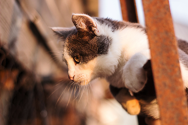 포토 JPG 해외이미지 동물 1 응시 행복 백그라운드 포유류 자연 영국 털 사람 앉기 사람없음 반려동물 노란색 계단 고양이 회색 흰색 표현 점 육식동물 솜털 잡종 고립 기르기 사바나 해외포토 시선 감정 유럽 컬러 모션 생태계 돌봄 파일형식 이미지허브