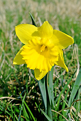 포토 JPG 해외이미지 식물 계절 기념일 꽃잎 꽃 줄기 백그라운드 잎 꽃무늬 전구 자연 벽지 부활절 사람없음 장식 컬러풀 뷰티 노란색 머리 봄 활발 벚꽃 축하 신선 그룹 우아함 다발 배열 오브젝트 수선화 해외포토 컬러 컨셉 무늬 이벤트 신체부위 생태계 파일형식 이미지허브
