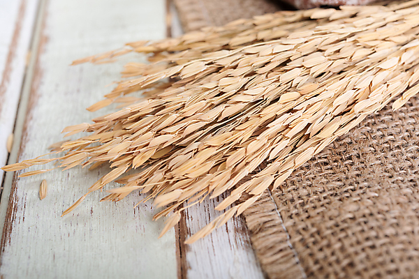 포토 JPG 해외이미지 식물 음식 꽃다발 백그라운드 농업 재료 태국 자연 밥 건조 건강 씨앗 사람없음 목재 농작물 갈색 노란색 침묵 수확 흰색 직물 황금 플랫 정상 낟알 시리얼 밀 다발 유기농 질감 날것 브런치 귀 흙더미 내추럴 논밭 숙성 채식주의자 해외포토 나무 웰빙 꽃 산업 아시아 컬러 밭 곡류 논 신체부위 식사 소리 흙 생태계 채식 파일형식 더미 이미지허브