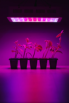 포토 JPG 해외이미지 식물 백그라운드 컨셉 잎 농업 자연 추상 조명 오이 주택 실내 사람없음 빨간색 초록색 경제 파란색 빛 컬러풀 새싹 환경 보라색 검은색 힘 장비 램프 냄비 작음 오브젝트 에코 상업 박테리아 내추럴 다이오드 스펙트럼 인공 자외선 주도 카피스페이스 해외포토 산업 컬러 무늬 채소 의학 내부 건물 공백 예절 솥 크기 생태계 파일형식 이미지허브