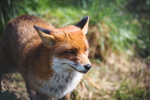 포토 JPG 해외이미지 동물 야생동물 백그라운드 포유류 자연 휴식 영국 잉글랜드 털 성인 사람없음 야외 초록색 눕기 평화 시골 싱글 여우 육식동물 송곳니 거짓말 경보 동물상 해외포토 유럽 컬러 컨셉 모션 사람 조형물 치아 생태계 파일형식 이미지허브