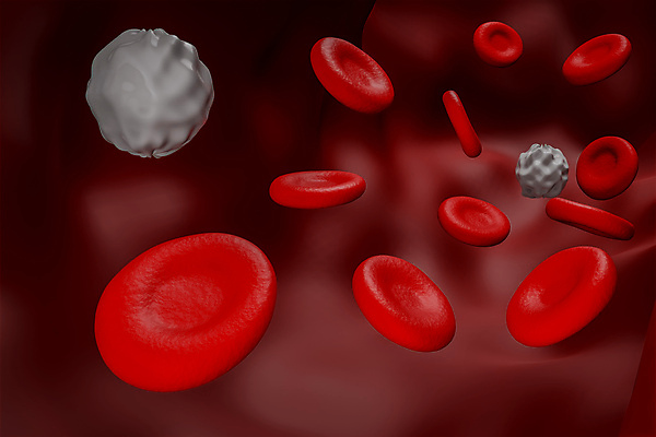 포토 JPG 해외이미지 세포 사람없음 3D 적혈구 혈구 백혈구 해외포토 디지털합성 혈관 파일형식 이미지허브