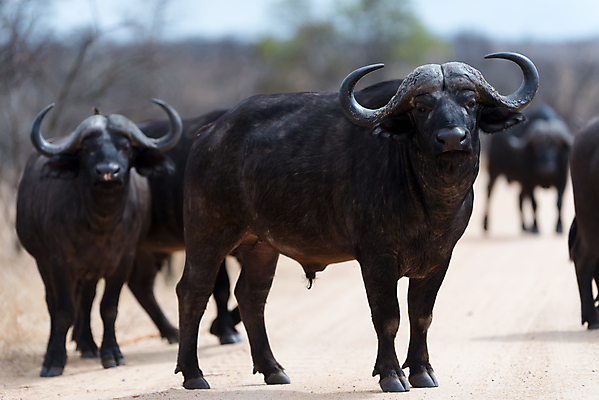 포토 JPG 해외이미지 동물 공원 여자 야생동물 곡선 포유류 가족 아프리카 자연 초식동물 생물 함께함 뿔 사람없음 야외 가로 머리 검은색 게임 소 군중 큼 방목 망토 사파리 황소 서식지 내추럴 남아프리카 동물상 찰과상 해외포토 공공시설 나라 선 컬러 컨셉 관계 놀이 사람 신체부위 조형물 축산업 상처 크기 생태계 파일형식 이미지허브