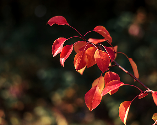 포토 JPG 해외이미지 나무 식물 계절 꽃잎 꽃 분홍색 백그라운드 잎 꽃무늬 자연 사람없음 빨간색 컬러풀 뷰티 노란색 정원 봄 벚꽃 가을 내추럴 해외포토 컬러 무늬 생태계 파일형식 이미지허브