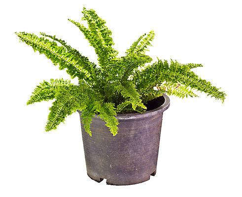 포토 JPG 해외이미지 식물 화초 잎 자연 사람없음 초록색 정원 습기 신선 수분 관목 내추럴 해외포토 나무 컬러 생태계 파일형식 이미지허브