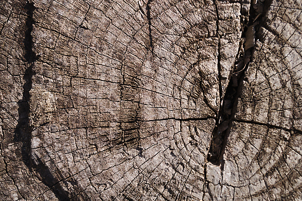 포토 JPG 해외이미지 나무 디자인 벽 백그라운드 패턴 자연 벽지 표면 날씨 추상 사람없음 목재 장식 울타리 갈색 어둠 손상 회색 수확 골동품 시골 판넬 거친 균열 널 낟알 묘사 질감 복고 내추럴 그런지 엘리먼트 옛날 중고 노화 해외포토 식물 컬러 컨셉 무늬 농업 재료 모션 담장 생태계 파일형식 이미지허브