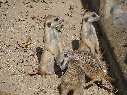 포토 JPG 해외이미지 나무 동물 응시 공원 얼굴 야생동물 백그라운드 포유류 가족 아프리카 자연 유리 생물 털 동물원 종류 서기 경비 사람없음 갈색 우주 사막 황무지 닫기 작음 모피 손목시계 보케 육식동물 프라하 경보 동물상 미어캣 블러 해외포토 식물 시선 공공시설 나라 시계 컬러 장신구 관계 모션 재질 안전 신체부위 조형물 보호 크기 생태계 체코 파일형식 이미지허브