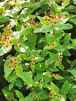 포토 JPG 해외이미지 나무 식물 꽃 백그라운드 밭 인터넷 벤치 과일 가족 탁자 관리 서기 사람 앉기 사람없음 야외 목재 초록색 사무실 정원 방 잡기 그룹 큼 많음 해외포토 컬러 가구 컨셉 농업 의자 비즈니스 재료 관계 모션 크기 파일형식 이미지허브