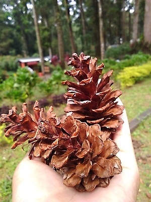 포토 JPG 해외이미지 나무 식물 공원 꽃 백그라운드 잎 크리스마스 손가락 자연 휴가 건조 씨앗 사람없음 야외 목재 아웃포커스 장식 가로 뷰티 갈색 고요 수확 성장 소나무 오픈 숲 12월 허브 오브젝트 복고 인도네시아 솔방울 상록수 침엽수 원뿔 내추럴 고립 해외포토 도형 손 공공시설 기념일 아시아 컬러 농업 재료 촬영기법 날짜 생태계 파일형식 이미지허브