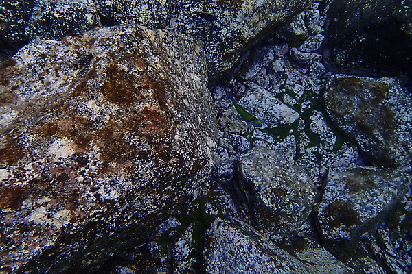 포토 JPG 해외이미지 동물 여행 자연 휴가 바닥 어류 사람없음 수중 잠수부 다이빙 대서양 깊이 동물상 해외포토 바다 조형물 수영 수중동물 전문직 생태계 수중스포츠 파일형식 이미지허브