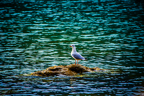 포토 JPG 해외이미지 동물 유럽 호수 야생동물 벽 바다 여행 백그라운드 자연 갈매기 조류 하늘 휴가 산 파노라마 사람없음 야외 물 파란색 컬러풀 뷰티 항구 이탈리아 수확 흰색 깃털 알프스 내추럴 수평선 해외포토 자연요소 나라 컬러 농업 교통시설 촬영기법 생태계 파일형식 이미지허브