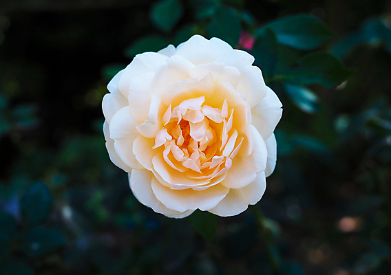 포토 JPG 해외이미지 식물 꽃잎 꽃 줄기 분홍색 꽃다발 결혼 백그라운드 잎 꽃무늬 자연 휴가 발렌타인데이 선물 사랑 사람없음 장식 초록색 뷰티 장미 머리 우주 정원 봄 벚꽃 흰색 축하 신선 신용카드 다발 배열 묘사 유기농 질감 부드러움 내추럴 고립 해외포토 웰빙 계절 감정 컬러 컨셉 무늬 데이이벤트 이벤트 신체부위 금융 감각 생태계 파일형식 이미지허브