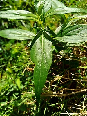 포토 JPG 해외이미지 식물 전통 꽃 아시아 음식 벽 백그라운드 잎 태국 건강 사람없음 초록색 약 건강관리 정원 흰색 신선 허브 유기농 날것 박테리아 내추럴 고립 기침 돌봄 염증 억울 해외포토 웰빙 감정 나라 컬러 의학 모션 관리 질병 파일형식 이미지허브