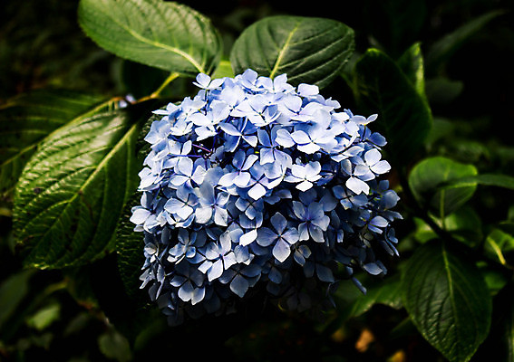 포토 JPG 해외이미지 나무 식물 계절 공원 꽃 여행 백그라운드 잎 꽃무늬 자국 자연 산 사람없음 야외 뷰티 정원 계곡 맑음 보라색 봄 성장 벚꽃 흰색 나뭇가지 신선 개화 닫기 묘사 다이아몬드 캘리포니아 양귀비 수국 내추럴 해외포토 공공시설 컬러 무늬 모션 날씨 미국 보석 생태계 파일형식 이미지허브