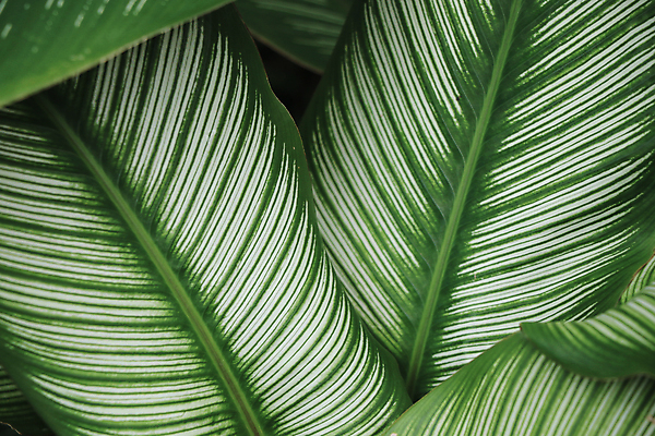 포토 JPG 해외이미지 모양 나무 식물 디자인 선 벽 백그라운드 잎 꽃무늬 패턴 자연 벽지 아침 추상 바나나 손바닥 미술 동양인 사람없음 장식 초록색 파란색 빛 뷰티 환경 정원 스파 어둠 활발 수확 성장 신선 숲 묘사 질감 내추럴 엘리먼트 이국적 해외포토 주간 손 꽃 컬러 컨셉 무늬 농업 과일 문화예술 인종 생태계 파일형식 이미지허브