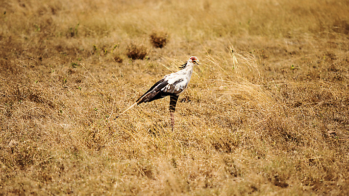 포토 JPG 해외이미지 동물 얼굴 야생동물 날개 오렌지 아프리카 자연 조류 왕관 사람없음 야외 빨간색 머리 걷기 검은색 회색 흰색 황무지 큼 먹이 사파리 깃털 사냥 부리 육식동물 비서 케냐 남쪽 사바나 해외포토 직업 나라 컬러 과일 모션 신체부위 크기 방향 생태계 파일형식 이미지허브