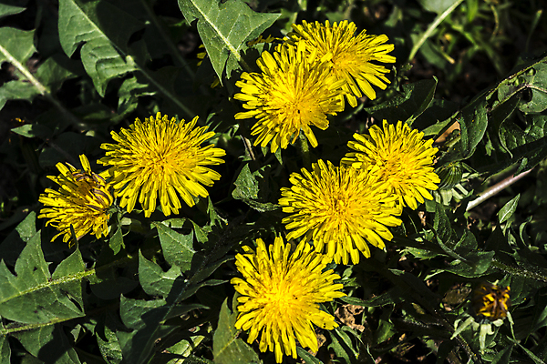 포토 JPG 해외이미지 식물 계절 꽃 잎 밭 자연 사람없음 초록색 뷰티 노란색 정원 봄 벚꽃 민들레 허브 내추럴 해외포토 컬러 농업 생태계 파일형식 이미지허브