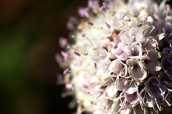 포토 JPG 해외이미지 식물 꽃잎 꽃 분홍색 꽃무늬 자연 국화 사람없음 초록색 여름 뷰티 정원 보라색 봄 벚꽃 흰색 진달래 고립 해외포토 계절 컬러 무늬 생태계 파일형식 이미지허브