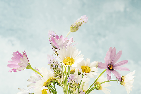 포토 JPG 해외이미지 식물 계절 꽃잎 꽃 분홍색 꽃다발 백그라운드 잎 꽃무늬 자연 휴가 부활절 사랑 사람없음 장식 초록색 파란색 컬러풀 뷰티 노란색 보라색 봄 성장 벚꽃 흰색 인사 신선 개화 데이지 엽서 라벤더 내추럴 카피스페이스 해외포토 기념일 감정 컬러 무늬 공백 예절 편지 허브 생태계 파일형식 이미지허브