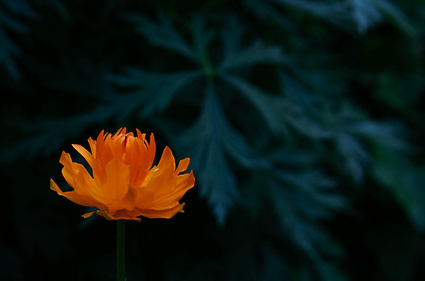 포토 JPG 해외이미지 모양 식물 계절 꽃잎 꽃 백그라운드 잎 꽃무늬 패턴 밭 오렌지 자연 아침 추상 사람없음 장식 빨간색 여름 컬러풀 햇빛 뷰티 노란색 머리 정원 봄 활발 성장 벚꽃 신선 개화 그룹 황금 닫기 허브 묘사 싱글 원예 질감 화단 내추럴 해외포토 주간 컬러 컨셉 무늬 농업 과일 모션 취미 신체부위 태양 생태계 파일형식 이미지허브