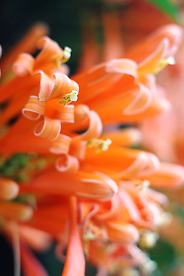 포토 JPG 해외이미지 식물 꽃잎 꽃 벽 줄기 백그라운드 잎 꽃무늬 밭 오렌지 자연 불 불꽃 사람없음 빨간색 초록색 여름 울타리 컬러풀 햇빛 노란색 크래커 정원 봄 활발 벚꽃 신선 화려 개화 그룹 트럼펫 포도나무 쿠바 내추럴 콘크리트 해외포토 자연요소 계절 컬러 컨셉 무늬 농업 과일 담장 태양 쿠키 중앙아메리카 과일나무 금관악기 생태계 파일형식 이미지허브