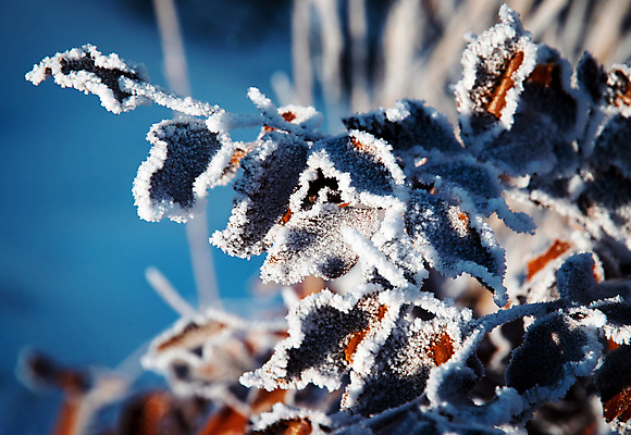 포토 JPG 해외이미지 나무 식물 계절 백그라운드 잎 겨울 자연 날씨 추상 사람없음 빨간색 갈색 정원 냉동 얼음 추위 흰색 나뭇가지 숲 크리스탈 묘사 복고 서리 시들음 내추럴 반투명 옛날 해외포토 자연요소 컬러 무늬 광석 생태계 파일형식 이미지허브