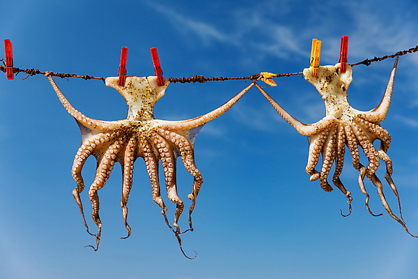 포토 JPG 해외이미지 동물 전통 음식 바다 섬 여행 다이어트 휴가 건조 매달리기 건강 어류 요리 사람없음 야외 파란색 햇빛 태양 식당 식사 신선 바비큐 지중해 해산물 그리스 오징어 준비 문어 촉수 그리스인 전문 해외포토 자연요소 서양인 유럽 컬러 모션 연체동물 상점 수중동물 파일형식 이미지허브