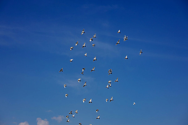 포토 JPG 해외이미지 동물 도로 백그라운드 자연 하늘 사람없음 파란색 자유 흰색 도착 출발 질감 비둘기 부리 동물상 해외포토 길 컬러 컨셉 교통시설 조류 조형물 생태계 파일형식 이미지허브