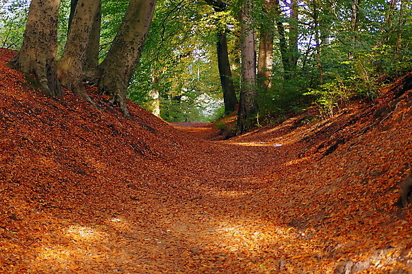 포토 JPG 해외이미지 나무 계절 공원 길 지구 잎 자국 자연 영국 사람없음 야외 목재 초록색 컬러풀 갈색 환경 시골 신선 도시 숲 오솔길 커뮤니티 땅바닥 삼림지대 생태학 선로 오아시스 그리너리 해외포토 식물 공공시설 교육 유럽 컬러 재료 바닥 생태계 파일형식 트랜드컬러 이미지허브