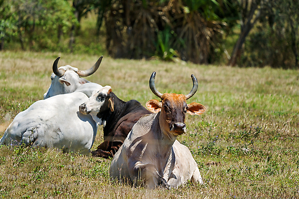 포토 JPG 해외이미지 동물 1 행복 음식 농업 포유류 뿔 육류 앉기 사람없음 울타리 햇빛 태양 농장 소고기 우유 소 역 호주 군중 주식 가죽 만족 황소 철사 철조망 밭일 해외포토 자연요소 감정 산업 식재료 교통시설 모션 유제품 사람 금융 담장 오세아니아 파일형식 이미지허브