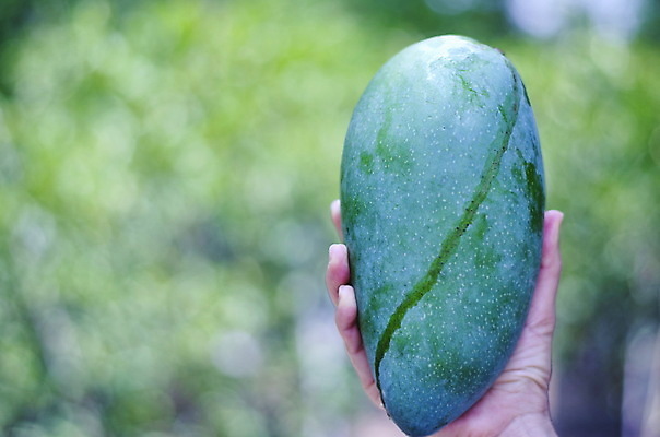 포토 JPG 해외이미지 음식 백그라운드 농업 다이어트 과일 자연 건강 사람없음 초록색 바구니 주스 신선 시장 달콤 먹기 오브젝트 유기농 날것 망고 내추럴 고립 숙성 채식주의자 해외포토 웰빙 산업 음료 컬러 모션 맛 열대과일 생태계 채식 파일형식 이미지허브