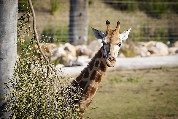 포토 JPG 해외이미지 동물 야생동물 패턴 오렌지 포유류 자연 종류 사람없음 야외 초록색 햇빛 갈색 머리 환경 검은색 줄무늬 코트 흰색 호주 큼 기린 피부 귀 목 시드니 삼림지대 반추동물 해외포토 컬러 무늬 과일 신체부위 태양 외투 오세아니아 숲 크기 생태계 파일형식 이미지허브