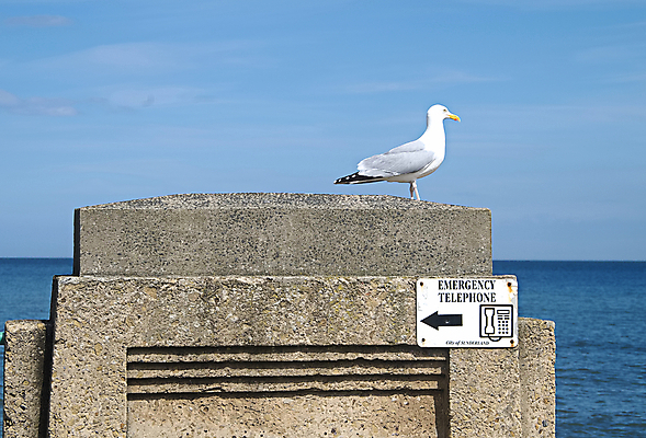 포토 JPG 해외이미지 바다 갈매기 조류 휴가 영국 잉글랜드 사람없음 물 스마트폰 긴급 전화기 사인 부리 포트 단절 해외포토 자연요소 동물 유럽 핸드폰 스마트기기 파일형식 이미지허브