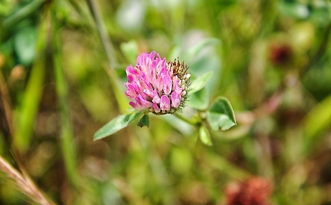 포토 JPG 해외이미지 식물 꽃 잎 자연 사람없음 해외포토 생태계 파일형식 이미지허브