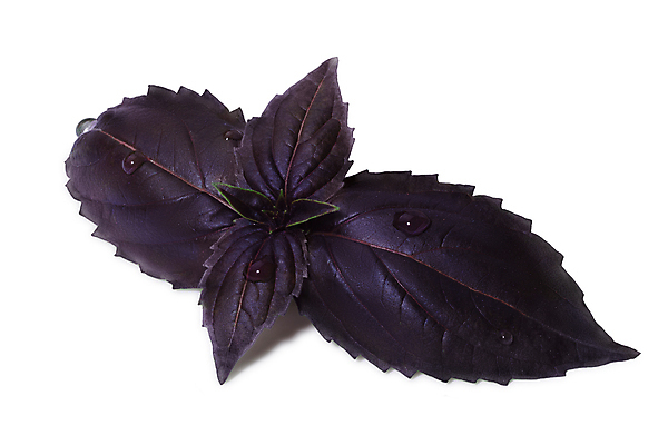 포토 JPG 해외이미지 식물 클리핑패스 잎 사람없음 물 보라색 흰색 물방울 이슬 허브 제비꽃 향신료 싱글 바질 고립 해외포토 자연요소 꽃 컬러 향미료 파일형식 이미지허브