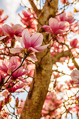 포토 JPG 해외이미지 주간 분홍색 사람없음 야외 아웃포커스 봄 목련 해외포토 자연요소 계절 꽃 컬러 촬영기법 파일형식 이미지허브