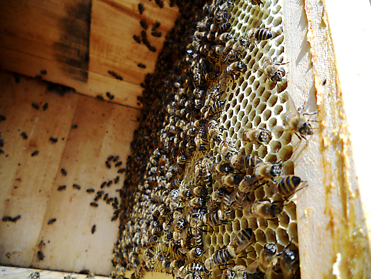 포토 JPG 해외이미지 동물 음식 곤충 백그라운드 패턴 오렌지 자연 세포 건강 사람없음 야외 약 농장 노란색 시골 신선 머리빗 황금 달콤 맛 꿀벌 배열 묘사 질감 꽃가루 육각형 꿀 벌집 내추럴 고립 밀랍 양봉 양봉장 왁스 폴리곤 해외포토 도형 컬러 컨셉 무늬 농업 과일 의학 미용용품 벌_곤충 가루 생태계 파일형식 이미지허브
