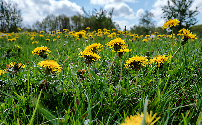 포토 JPG 해외이미지 식물 계절 꽃 백그라운드 밭 자연 사람없음 야외 초록색 뷰티 노란색 평화 환경 봄 벚꽃 시골 민들레 허브 꽃가루 내추럴 해외포토 컬러 컨셉 농업 가루 생태계 파일형식 이미지허브