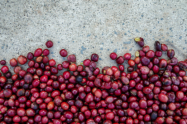 포토 JPG 해외이미지 식물 열매 산업 아시아 커피 음료 음식 백그라운드 패턴 농업 과일 재료 태국 자연 콩 바닥 건조 씨앗 사람없음 야외 빨간색 농장 갈색 카페 수확 신선 체리 농부 굽기 유기농 질감 날것 번짐 내추럴 따뜻한음료 방법 숙성 아라비카 양피지 작살 카페인 해외포토 직업 웰빙 나라 컬러 무늬 곡류 상점 구이 생태계 파일형식 효과 이미지허브
