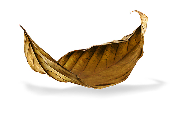 포토 JPG 해외이미지 모양 나무 식물 디자인 계절 줄기 단풍 잎 겨울 자연 바람 건조 사람없음 초록색 갈색 노란색 정원 흰색 나뭇가지 죽음 숲 묘사 정맥 내추럴 고립 땅바닥 옛날 해외포토 자연요소 컬러 날씨 바닥 생태계 혈관 파일형식 이미지허브