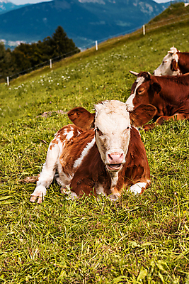 포토 JPG 해외이미지 동물 산업 농업 포유류 자연 풍경 사람없음 야외 초록색 농장 농경지 마을 맑음 가축 목장 시골 소 군중 방목 송아지 밭일 찰과상 목가 해외포토 새끼 컬러 날씨 사람 축산업 상처 생태계 파일형식 이미지허브