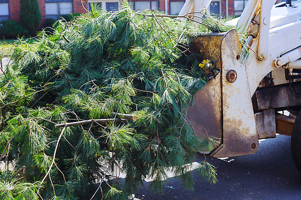 포토 JPG 해외이미지 나무 식물 직업 산업 농업 자연 노동자 안전 사람 사람없음 야외 환경 정원 장비 나뭇가지 공구 업무 자르기 서비스 원예 조경 날카로움 손질 잡동사니 유지 삭제 다듬기 돌봄 벌목 톱질 해외포토 모션 취미 도구 작업 생태계 파일형식 이미지허브