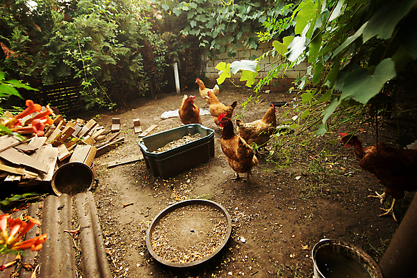포토 JPG 해외이미지 동물 응시 음식 조류 병아리 육류 씨앗 서기 사람없음 반려동물 농장 갈색 치킨 가축 만남 시골 깃털 영양 내추럴 밭일 수유 암탉 진짜 생존 해외포토 식물 시선 컬러 컨셉 농업 식재료 모션 닭 암컷 닭고기요리 파일형식 이미지허브