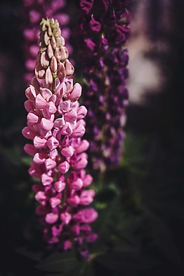 포토 JPG 해외이미지 식물 계절 꽃잎 꽃 분홍색 백그라운드 꽃무늬 자연 따뜻함 사람없음 야외 초록색 여름 컬러풀 뷰티 정원 보라색 봄 성장 벚꽃 개화 내추럴 해외포토 컬러 무늬 생태계 파일형식 이미지허브