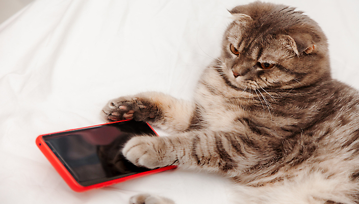 포토 JPG 해외이미지 동물 라이프스타일 인터넷 장난 비즈니스 발 놀이 모바일 휴식 주택 사랑 사람없음 금융 스마트폰 핸드폰 반려동물 쇼핑 세일 귀여움 고양이 기쁨 네트워크 시장 바이러스 구매 담요 고객 창업 질서 온라인 주인 소셜 터치스크린 프리랜서 해외포토 직업 감정 컨셉 포유류 건물 생활 신체부위 경제 전자제품 스마트기기 예절 자영업 파일형식 이미지허브