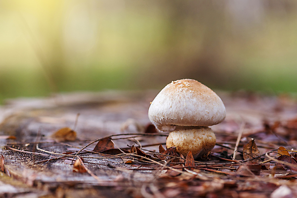 포토 JPG 해외이미지 식물 계절 음식 백그라운드 자연 건강 이끼 요리 사람없음 목재 초록색 갈색 버섯 성장 가을 흰색 신선 숲 내추럴 고립 곰팡이 그물버섯 식용 채식주의자 캡모자 페니 해외포토 나무 모자_잡화 컬러 재료 동전 생태계 채식 파일형식 이미지허브